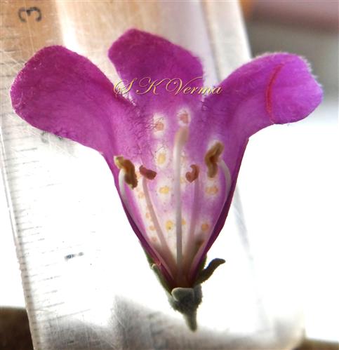  Flower-Lower lip, stamens and pistil